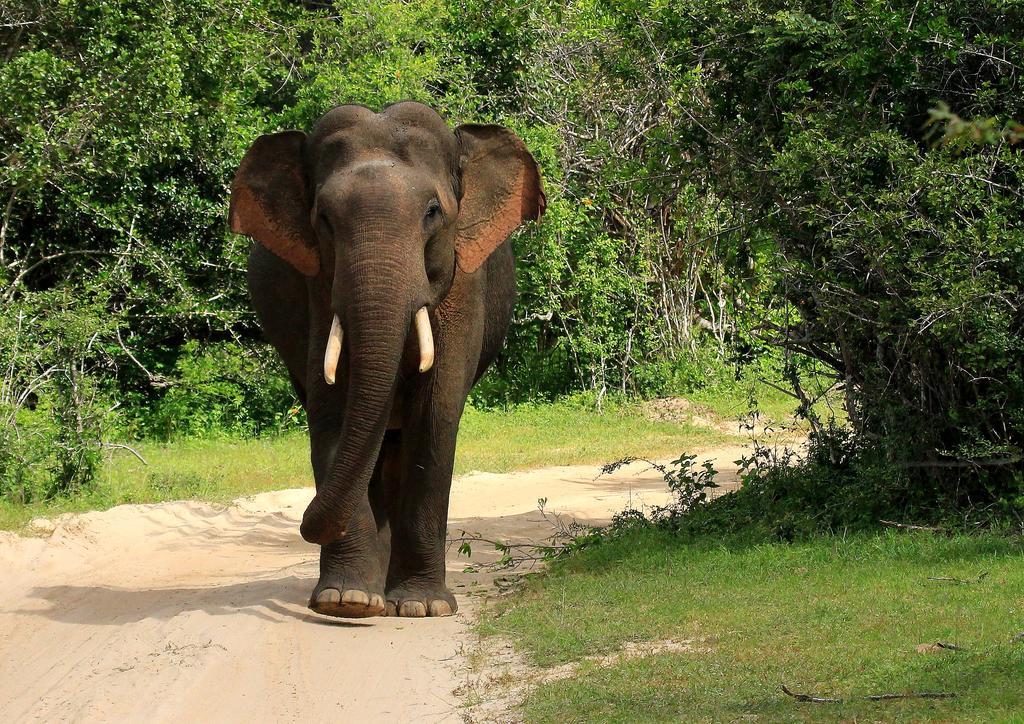 Kulu Safaris Hotell Yala Exteriör bild